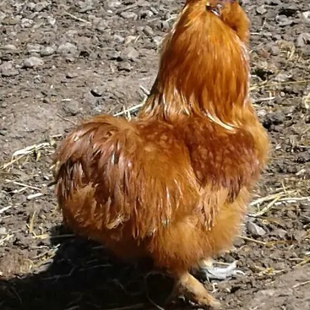 Dienerhof Appartement Großkirchheim