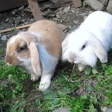 Dienerhof Appartement *