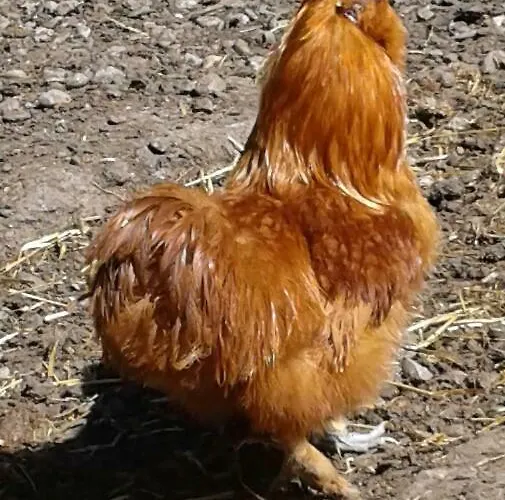 Dienerhof Apartamento Großkirchheim