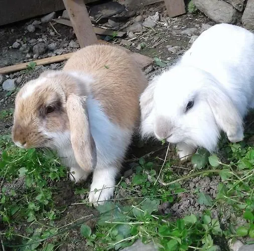 Dienerhof Apartamento *